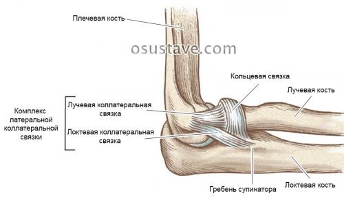 Связка надколенника. Причины заболевания и факторы риска