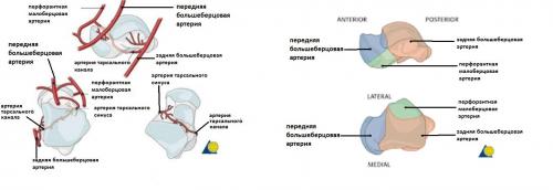 Блок таранной кости. Виды травм таранной кости 01 Блок таранной кости. Виды травм таранной кости 01