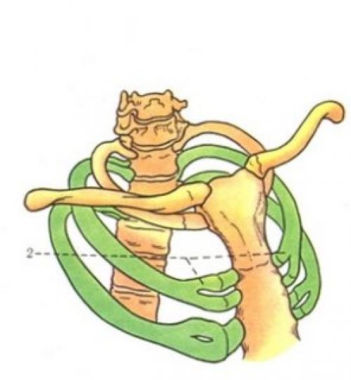 Бугорок Люшка. Определение и диагностика ребра Люшка