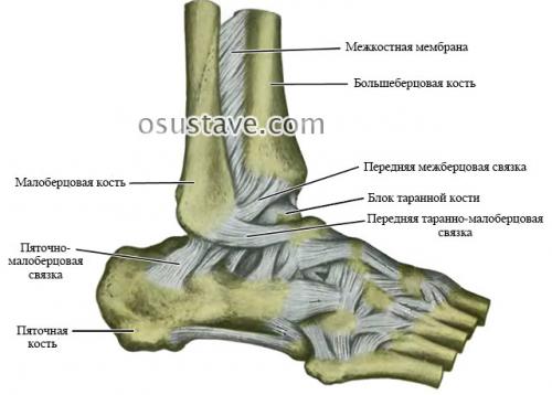 Повязка при растяжении связок голеностопного сустава. Причины растяжения связок, факторы риска