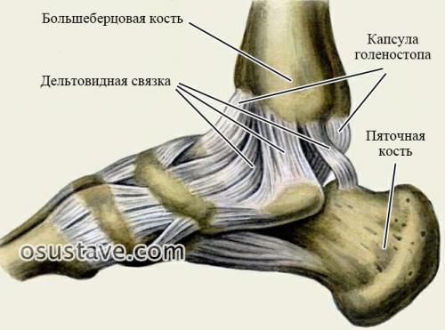 Повязка при растяжении связок голеностопного сустава. Причины растяжения связок, факторы риска