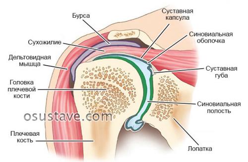 Как определить вывих плеча или растяжение. Причины, симптомы и лечение вывиха плечевого сустава