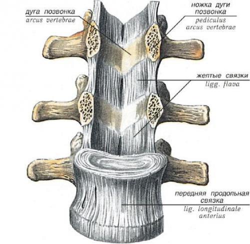 Неподвижно соединены между собой кости. Соединения костей 01