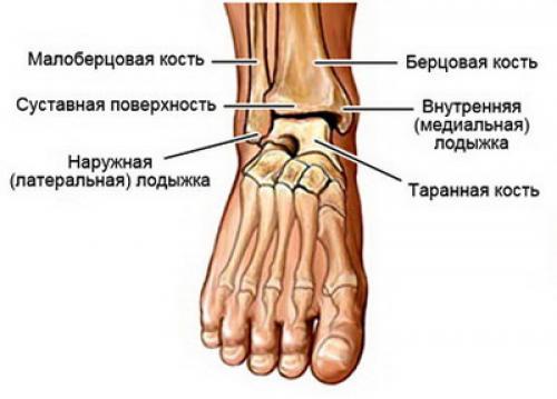 Гнойный артрит голеностопного сустава на рентгенограмме. Общие сведения