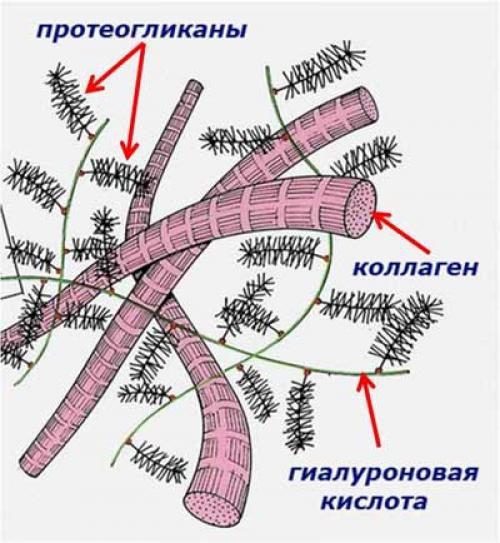 Хондропротекторы белорусского производства. Препараты хондропротекторы: истина или профанация?