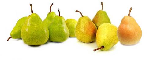Груша польза и вред. Что такое груша?