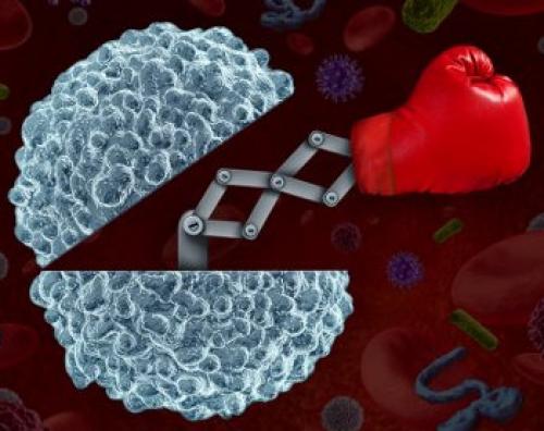 Витафо.  Области воздействия и места установки виброфонов