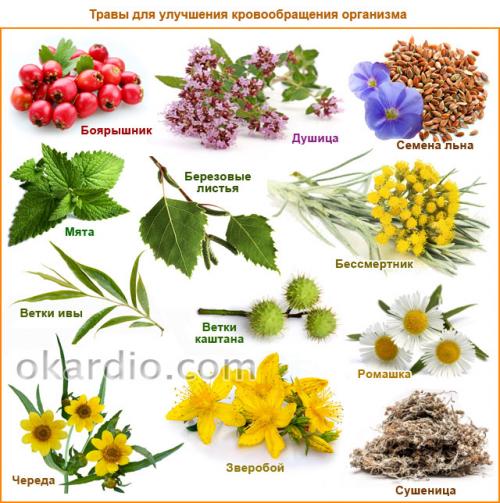 Упражнения для улучшения кровообращения в ногах для мужчин. Травы для улучшения кровообращения