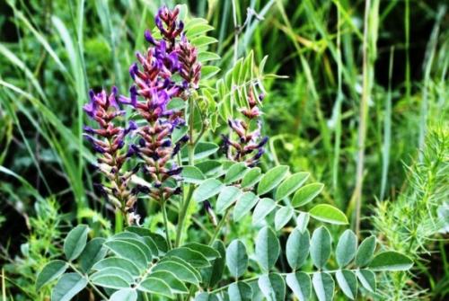 Лечение сиропом солодки. Сироп солодки: инструкция по применению взрослым при курении, от горла