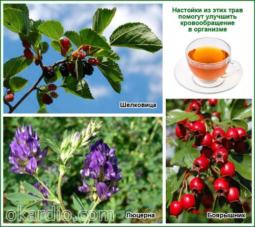 Упражнения для улучшения кровообращения в ногах для мужчин. Травы для улучшения кровообращения