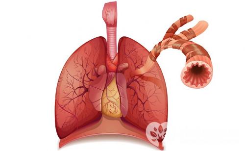 Что такое бронхи. Бронхи