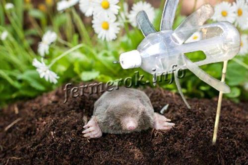 Как избавиться от кротов народными средствами