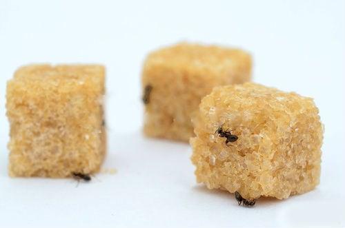 Как избавиться от муравьев в доме. Как избавиться от муравьев в частном доме народными средствами