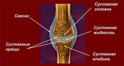 Таблетки для восстановления суставов. Из чего состоят суставы и связки