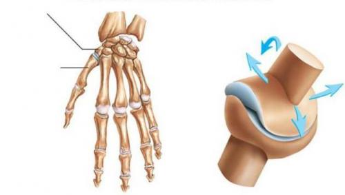 Характеристика тазобедренный сустав. Тазобедренный сустав Фото рентгена здорового и больного человека с описанием. Строение и патологии +Видео 04