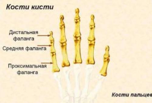 Строение пальцев руки человека. Кости руки
