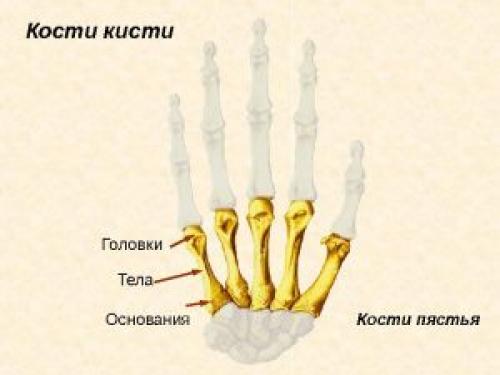 Строение пальцев руки человека. Кости руки