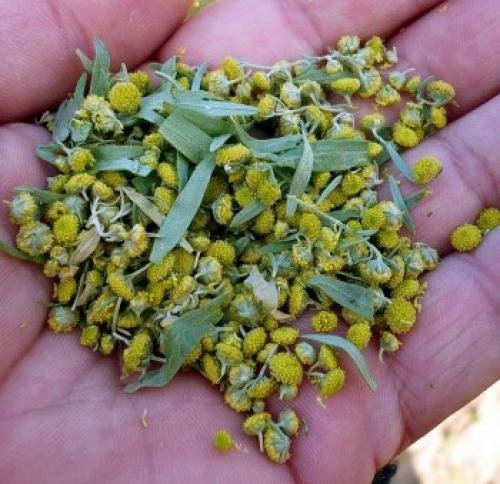 Полынь горькая применение в онкологии. Мифы и заблуждения