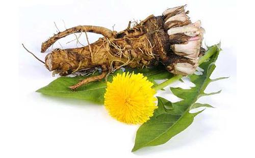 Корень одуванчика аптечный. Лечебные свойства корня одуванчика и его заготовка