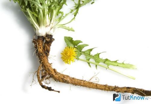 Как принимать корень одуванчика для похудения. Корень одуванчика для похудения