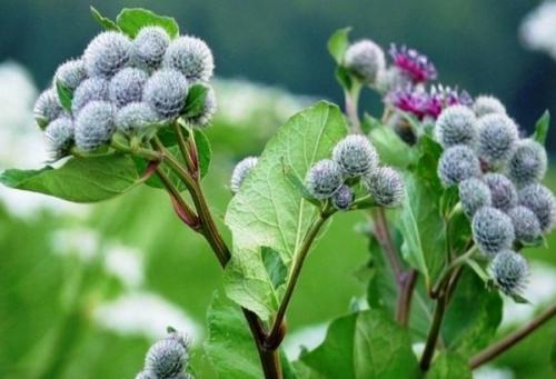 Корень лопуха его лечебные свойства и применение в народной медицине. Корень лопуха — лечебные свойства и противопоказания