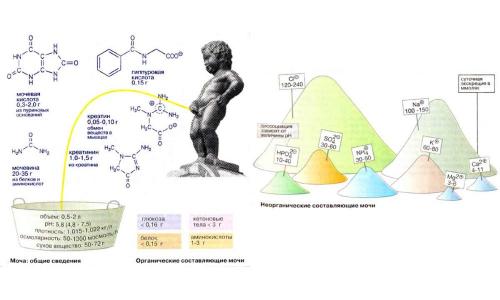 Диета при повышенной диастазе. Повышенная диастаза в моче — при каких заболеваниях?