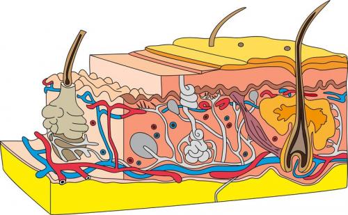 Как образуется жир в организме. Как образуется жировая прослойка в организме человека