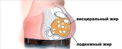 Как образуется жир в организме человека. Виды жира в организме. Подкожный и висцеральный жир