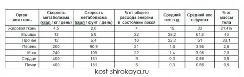 Как откладывается жир в организме. Сжигаем