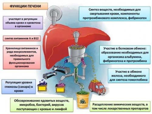 Помогаем печени. 15 способов, которые дают толчок к восстановлению печени