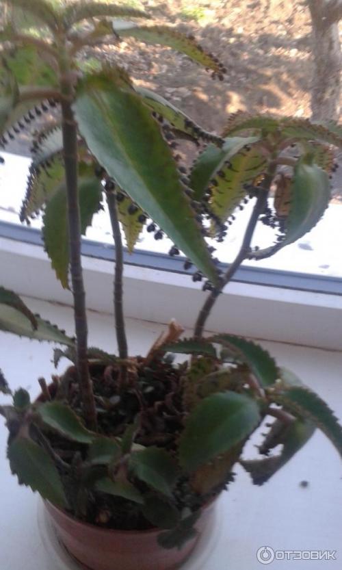 Настойка из каланхоэ для волос. Борьба с бородавками