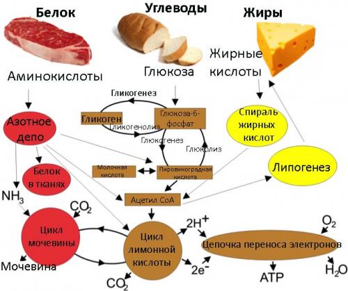 Как улучшить обмен веществ таблетки. Препараты для ускорения и улучшения метаболизма