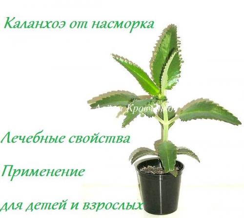 Каланхоэ от насморка. Каланхоэ — лечебные свойства при насморке детям и взрослым
