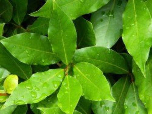 Суть ритуала на исполнение желания и порядок его выполнения