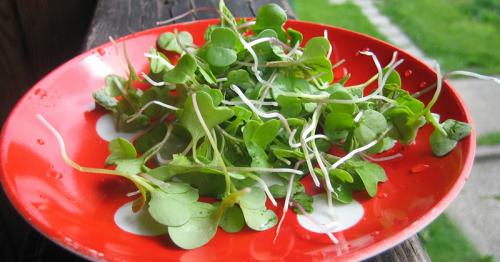 Секретные рецепты. Кто бы мог подумать…