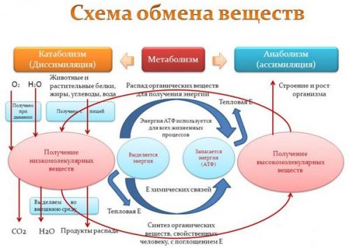 Диета для запуска обмена веществ меню. Суть и особенности