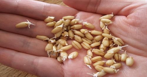 Секретные рецепты. Кто бы мог подумать…