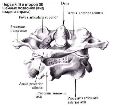 Ребра и позвонки соединены подвижно. Виды соединений позвоночного столба