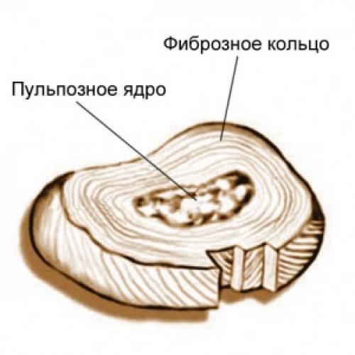 Ребра и позвонки соединены подвижно. Виды соединений позвоночного столба