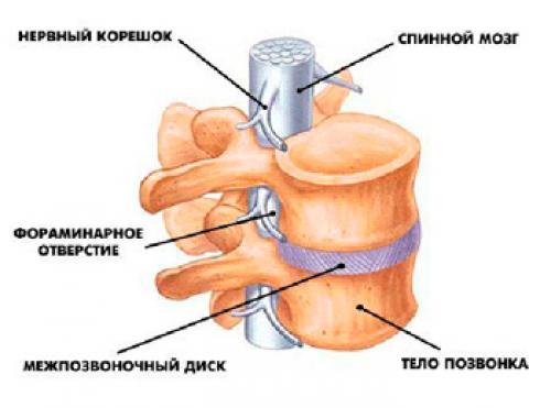 Ребра и позвонки соединены подвижно. Виды соединений позвоночного столба