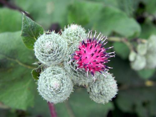 Репейное масло для бровей: описание