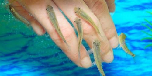 Пилинг рыбками сочи. Что такое пилинг рыбками