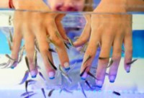 Рыбки для пилинга ног. Что представляет собой фиш-пилинг Гарра Руфа? 01