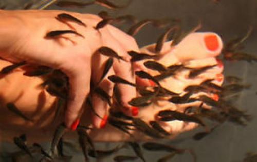 Как называются рыбки которые делают пилинг. В чем заключается процедура 01