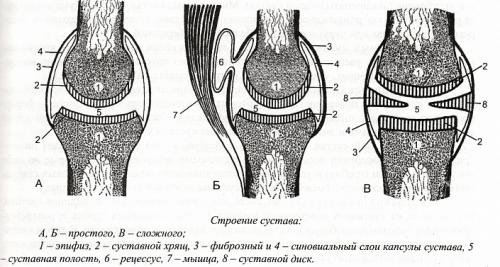 Таблица по анатомии таблица суставов. Анатомические особенности 01
