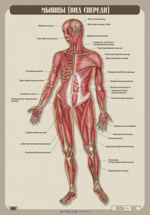 Таблица по анатомии МЫШЦЫ. Определение мышц