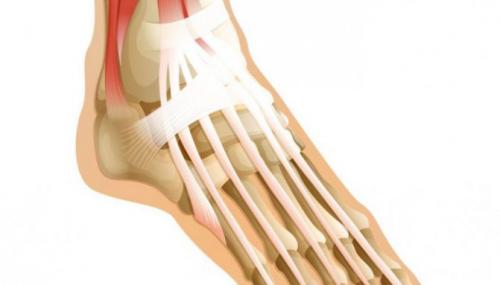 Все связки человека и их названия. Определения