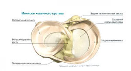 Виды суставов человека таблица. Классификация и общая характеристика 03