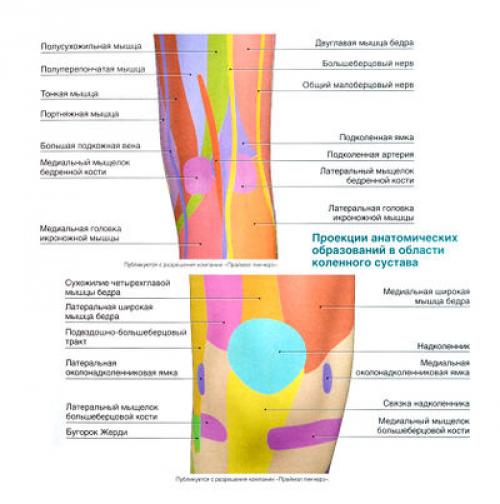 Виды суставов человека таблица. Классификация и общая характеристика 05