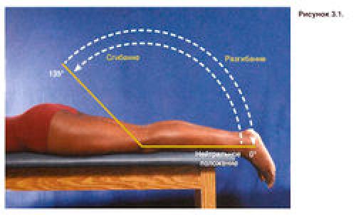 Виды суставов человека таблица. Классификация и общая характеристика 02